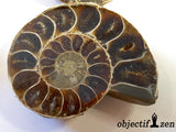 ammonite objectif-zen
