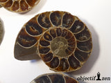 fossile ammonite objectif-zen