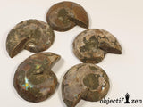 objectif zen fossile ammonite