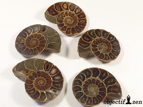 fossile d'ammonite objectif zen