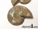 ammonite fossile objectif zen