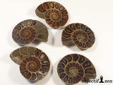 fossile d'ammonite objectif zen